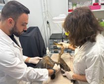 Όμιλος Επιχειρήσεων Σαρακάκη και ΑΝΙΜΑ για τη διάσωση άγριων ζώων