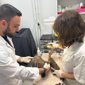 Όμιλος Επιχειρήσεων Σαρακάκη και ΑΝΙΜΑ για τη διάσωση άγριων ζώων